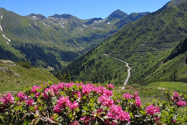 Almrausch mit Blick auf die Sölkpassstraße © Schladming-Dachstein