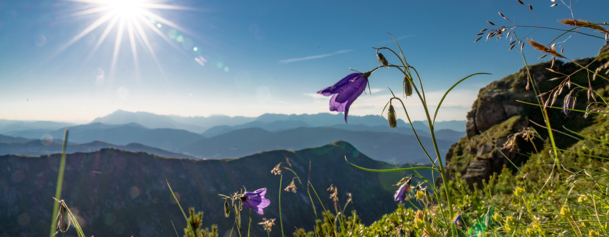 Blühende Blumen in der Berglandschaft von Schladming-Dachstein