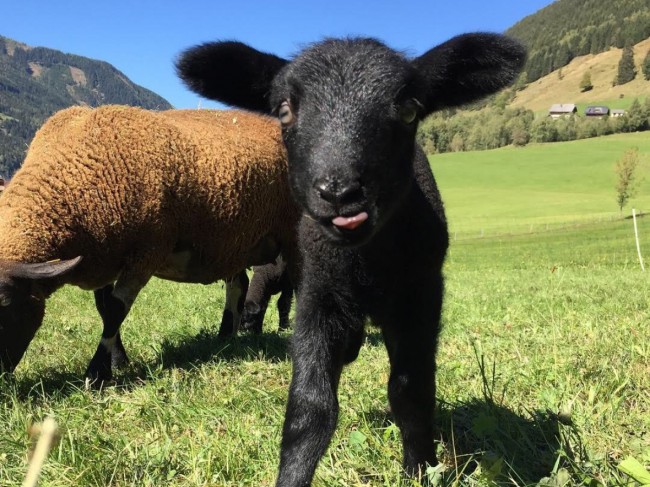 Süße Schafe auf der Wiese